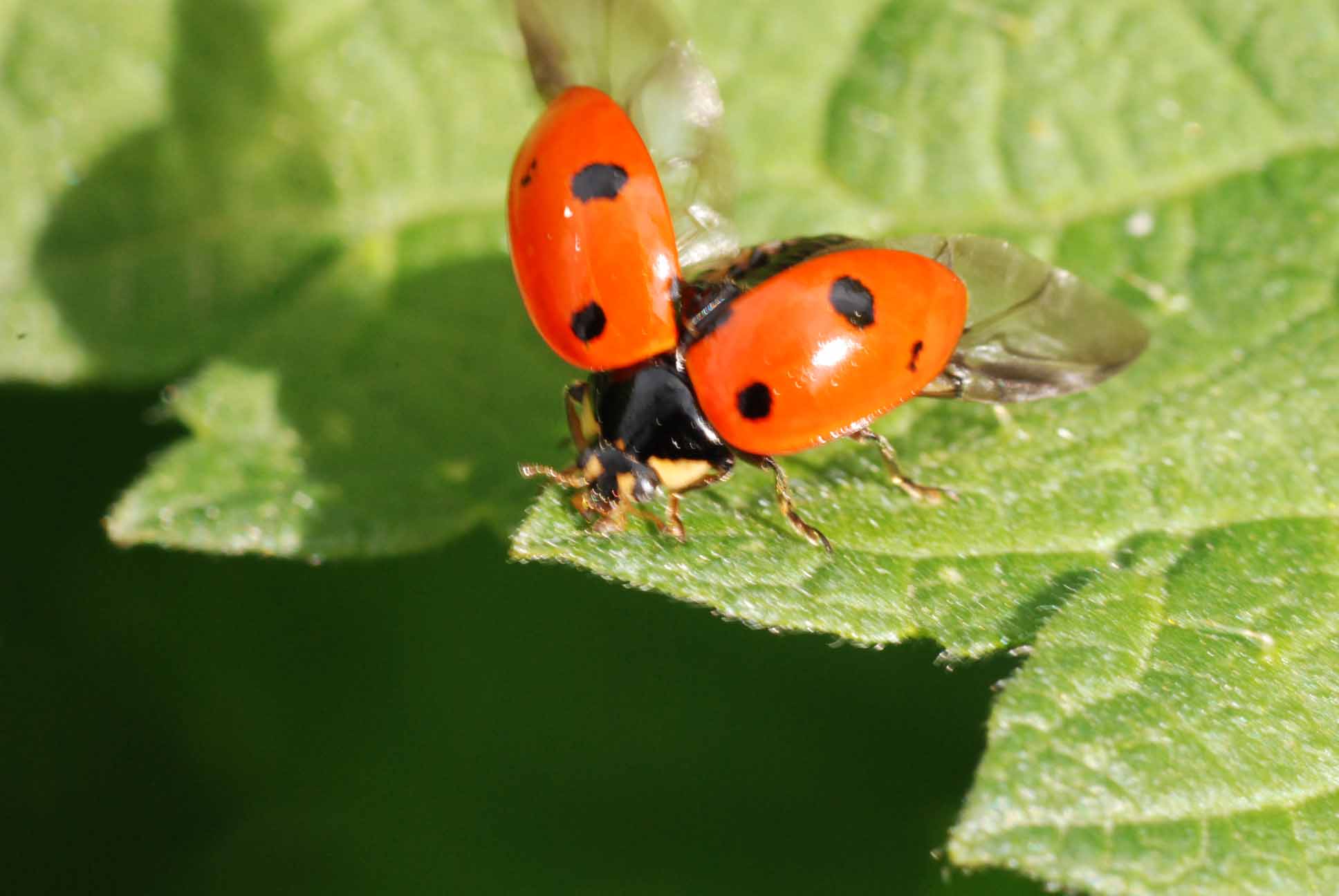 barcollo.... ma poi decollo: Coccinella cf. septempunctata